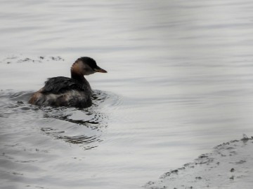 Zima w Spalskim Parku Krajobrazowym, <p>perkozek</p>